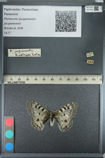 Media type: image;   Entomology 174605
